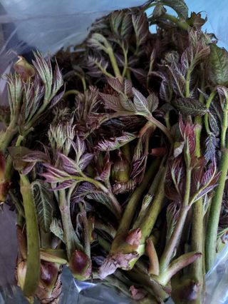 하동베리굿베리팜님의 자유주제 · 자유게시판 작성글 사진