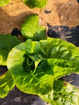 팜모닝 상추·병해충상담 게시글 이미지