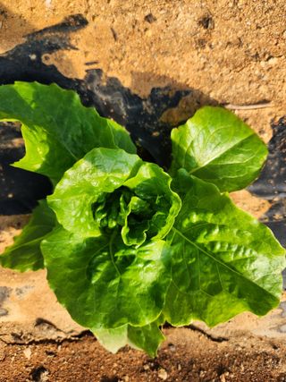 곽승희님의 상추 · 병해충상담 작성글 사진