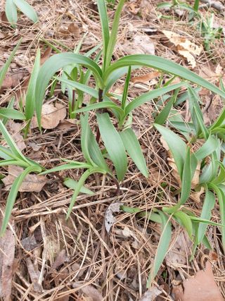 김가네님의 농사, 무엇이든 물어보세요! · 참여글 작성글 사진
