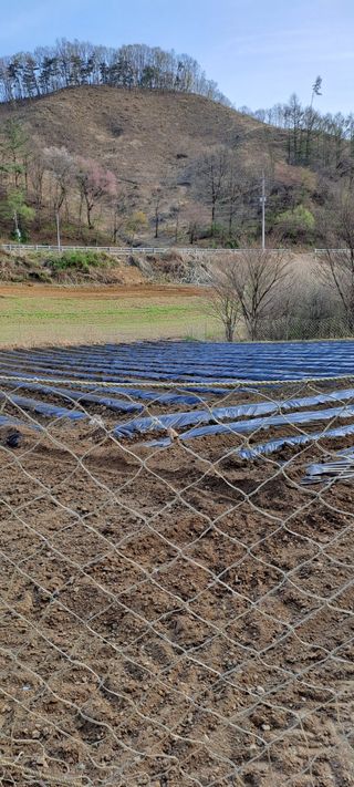 용호님의 감자 · 영농일지 작성글 사진