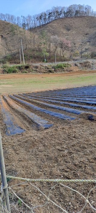 용호님의 감자 · 영농일지 작성글 사진