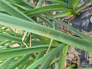 김해균 님의 마늘 · 병해충상담 작성글 사진