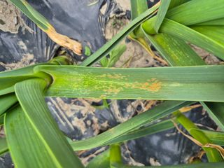 김해균 님의 마늘 · 병해충상담 작성글 사진