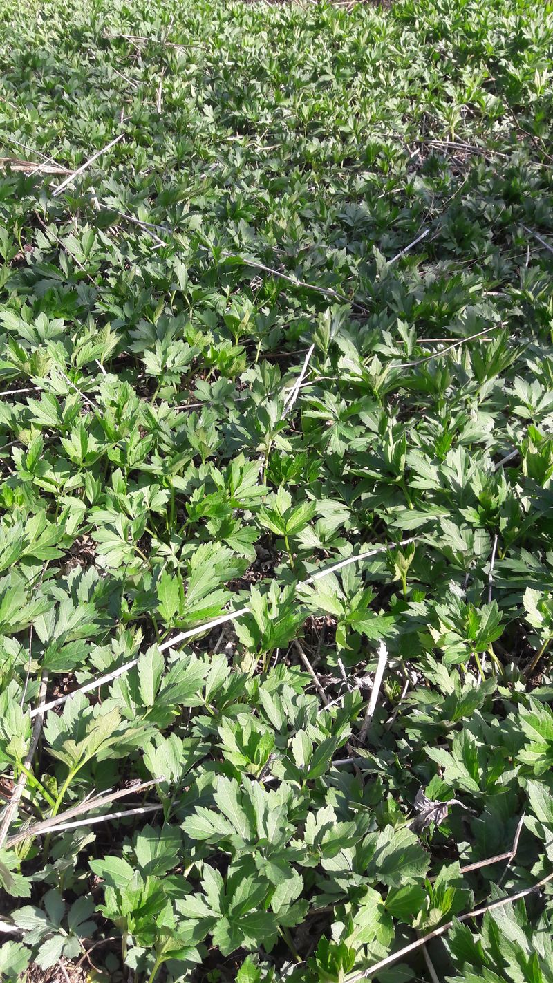 장터 상품 [키다리나물 삼립국화수 꽃나물 ] 썸네일