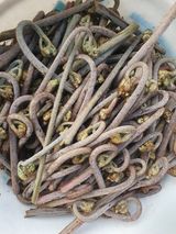 팜모닝 기타작물·영농일지 게시글 이미지