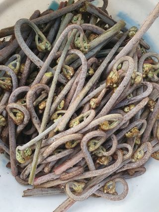 두릅나무17730님의 기타작물 · 영농일지 작성글 사진