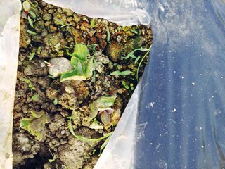 박정현님의 감자 · 영농일지 작성글 사진