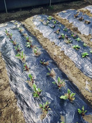 박정현님의 상추 · 영농일지 작성글 사진