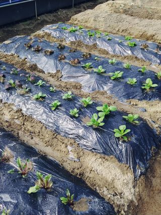 박정현님의 상추 · 영농일지 작성글 사진