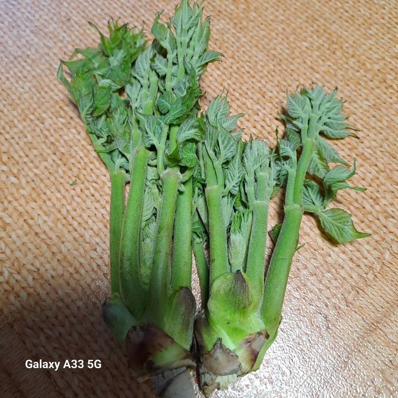 소녀시대(중구)님의 장터 판매 상품 [나무 참두릎1kg] 첨부 사진