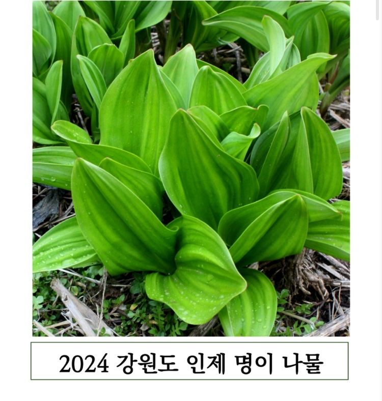 장터 상품 [[무료배송]강원도 인제 제철 명이나물1kg,2kg] 썸네일