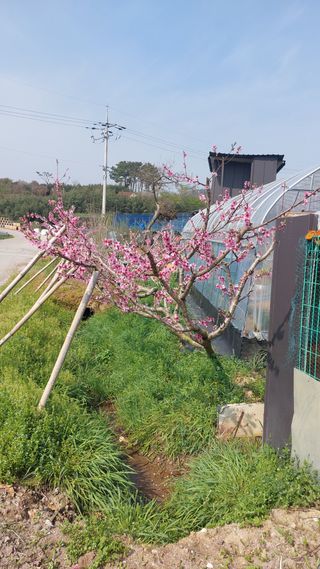 임성훈님의 복숭아 · 영농일지 작성글 사진