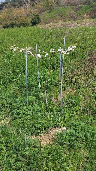 임성훈님의 복숭아 · 영농일지 작성글 사진