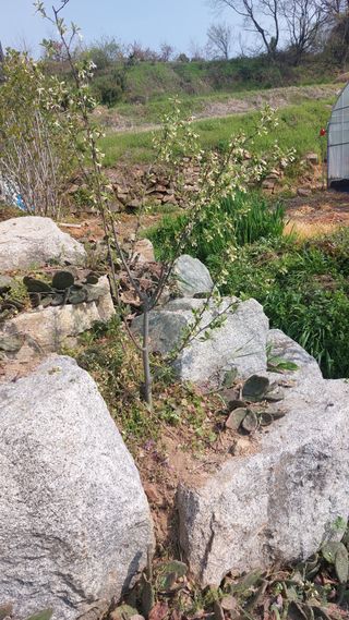 임성훈님의 복숭아 · 영농일지 작성글 사진