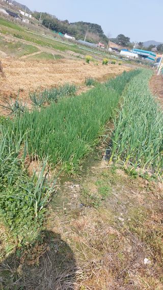 임성훈님의 복숭아 · 영농일지 작성글 사진