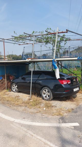 임성훈님의 복숭아 · 영농일지 작성글 사진