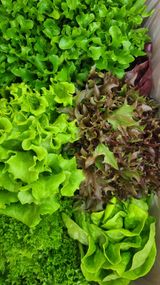 팜모닝 · 게시글 이미지