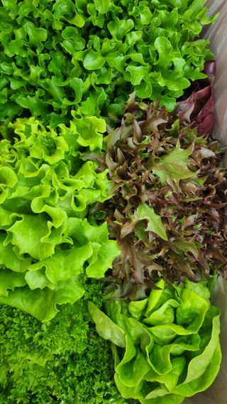 채영숙 님의 작성글 사진