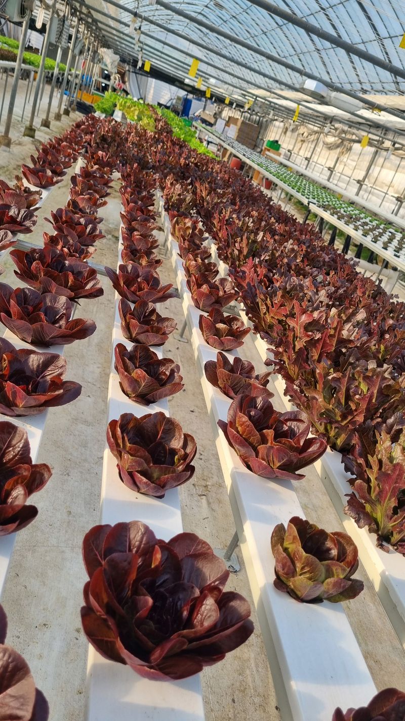 채영숙 님의 장터 판매 상품 [샐러드채소 1k] 첨부 사진