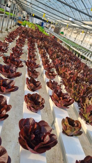 채영숙 님의 작성글 사진