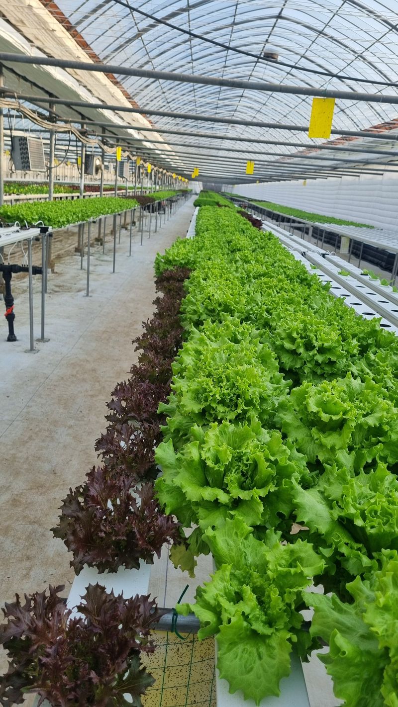 채영숙 님의 장터 판매 상품 [샐러드채소 1k] 첨부 사진