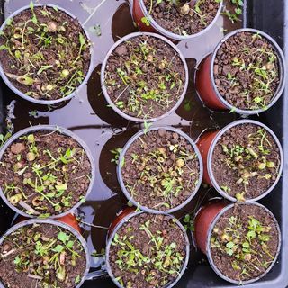 제주부자팜님의 자유주제 · 자유게시판 작성글 사진