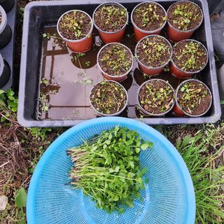 제주부자팜님의 자유주제 · 자유게시판 작성글 사진