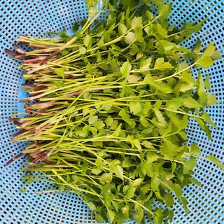 제주부자팜님의 자유주제 · 자유게시판 작성글 사진