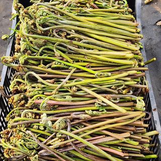 제주부자팜님의 자유주제 · 자유게시판 작성글 사진