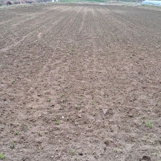 이은화님의 기타작물 · 영농일지 작성글 사진