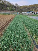 팜모닝 고추·영농일지 게시글 이미지