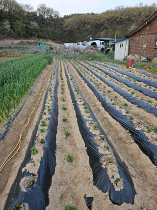 최경림님의 고추 · 영농일지 작성글 사진