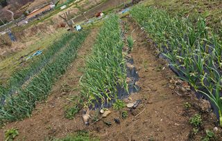 일하는손님의 마늘 · 영농일지 작성글 사진