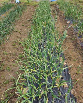 일하는손님의 마늘 · 영농일지 작성글 사진