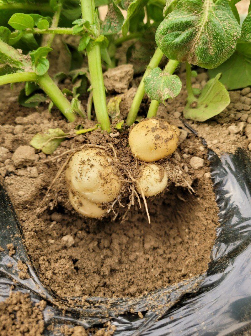 사랑꽃농장님의 장터 판매 상품 [ 햇 감자 혼합(홍감자+수미) 5kg] 첨부 사진