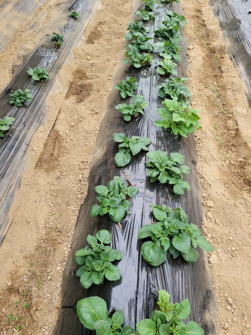 사랑꽃농장님의 장터 판매 상품 [ 햇 감자 혼합(홍감자+수미) 5kg] 첨부 사진