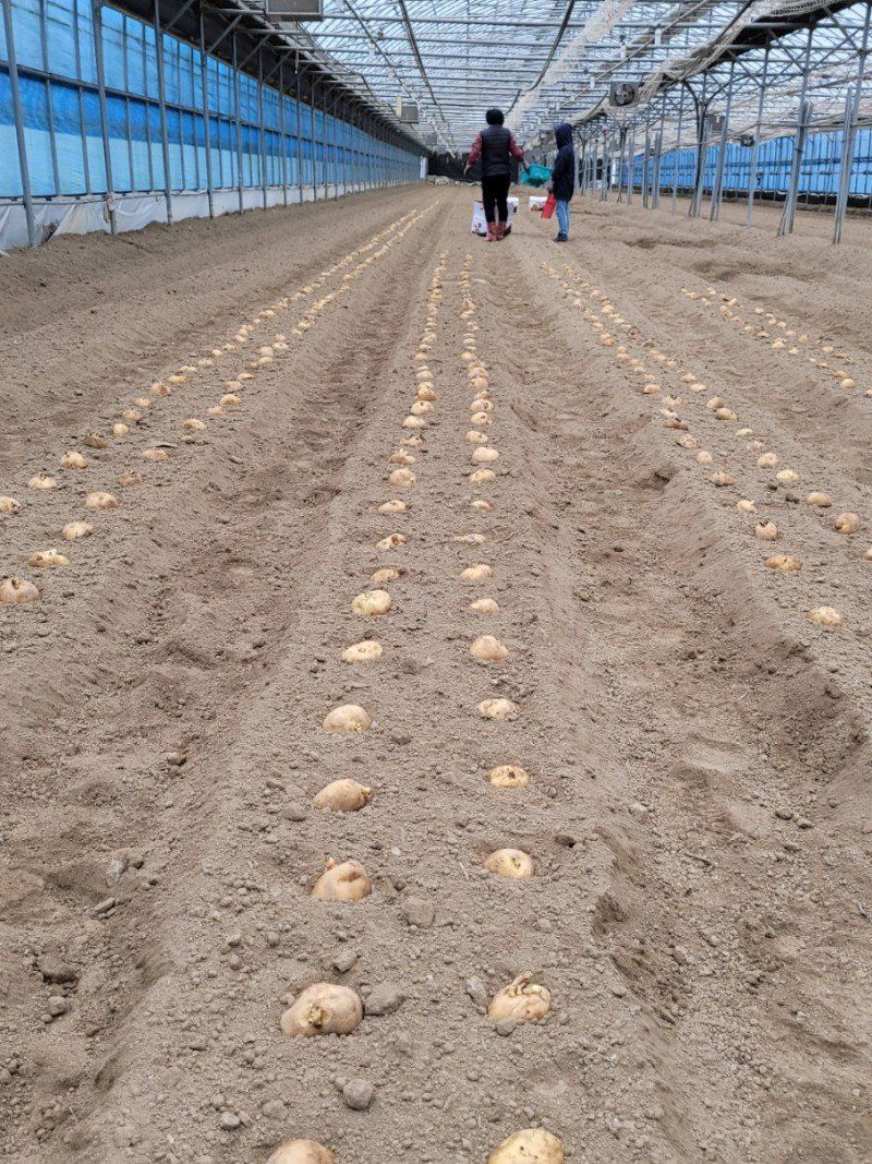 사랑꽃농장님의 장터 판매 상품 [ 햇 감자 혼합(홍감자+수미) 5kg] 첨부 사진