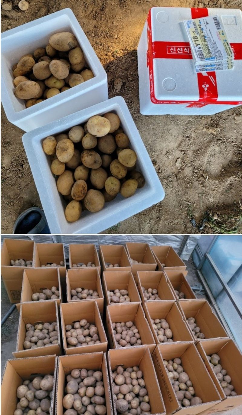 사랑꽃농장님의 장터 판매 상품 [ 햇 감자 혼합(홍감자+수미) 5kg] 첨부 사진