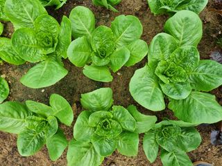 김갑수님의 상추 · 영농일지 작성글 사진