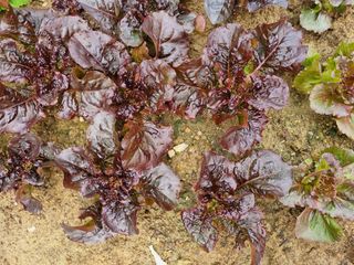 김갑수님의 상추 · 영농일지 작성글 사진