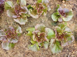 김갑수님의 상추 · 영농일지 작성글 사진