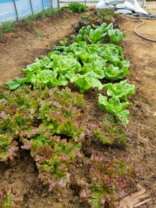 김갑수님의 상추 · 영농일지 작성글 사진