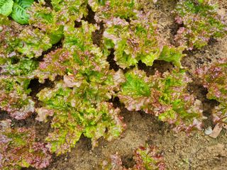 김갑수님의 상추 · 영농일지 작성글 사진
