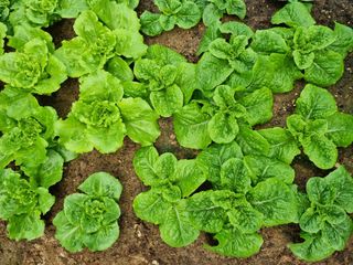 김갑수님의 상추 · 영농일지 작성글 사진