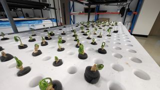 윤대권님의 상추 · 영농일지 작성글 사진