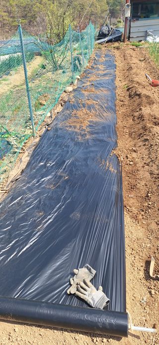 로즈마리님의 옥수수 · 영농일지 작성글 사진