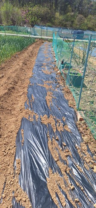 로즈마리님의 옥수수 · 영농일지 작성글 사진