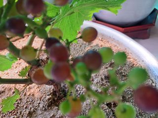 포도님의 자유주제 · 자유게시판 작성글 사진