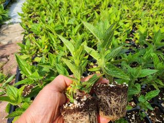 약초를사랑한짱아줌마님의 작성글 사진